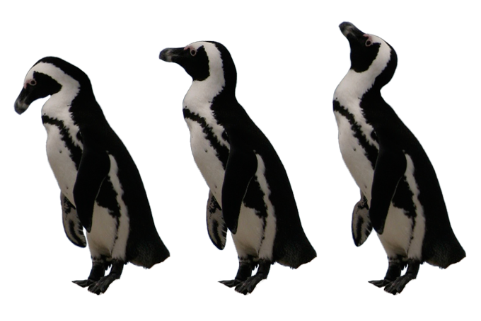 パペットワープで編集したペンギン